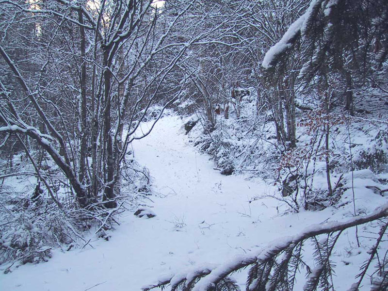 2002-01-09 lönsboda - Skogen i trakterna av Tosthult.